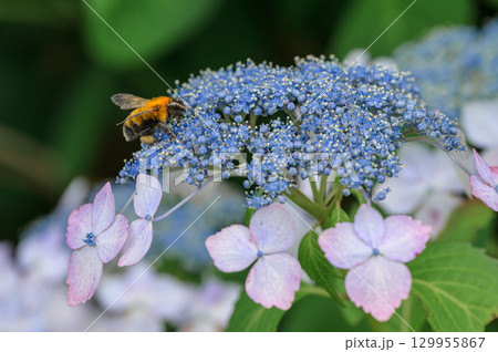 ガクアジサイにとまる蜂のクローズアップ 129955867