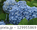 美しい青いアジサイ 129955869