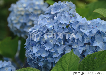 美しい青いアジサイ 129955869