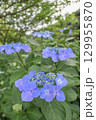 初夏の自然を彩るガクアジサイの花 129955870