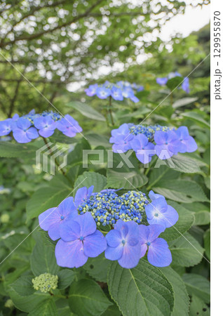 初夏の自然を彩るガクアジサイの花 129955870