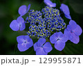 梅雨に咲くガクアジサイの美しい花 129955871