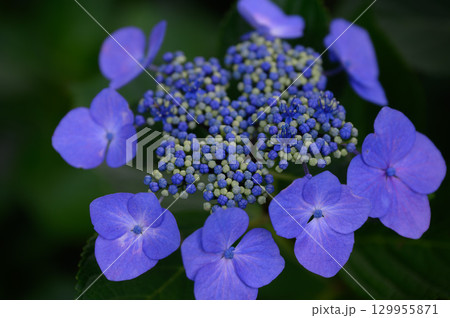 梅雨に咲くガクアジサイの美しい花 梅雨に咲くガクアジサイの美しい花 129955871