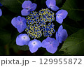 青いガクアジサイの花 129955872