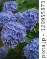 満開の紫陽花 129955873