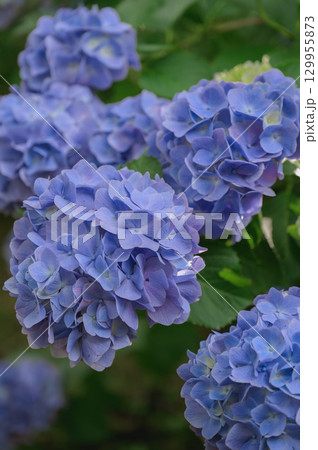 満開の紫陽花 満開の紫陽花 129955873