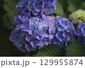 梅雨に咲く手まり咲きの紫陽花 129955874