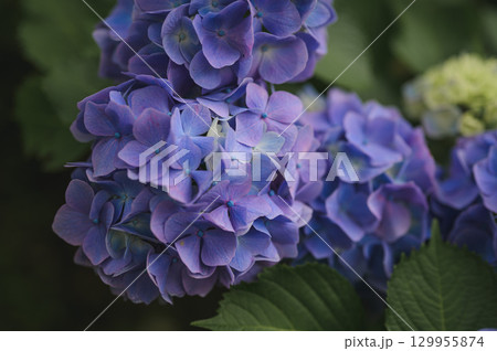 梅雨に咲く手まり咲きの紫陽花 129955874