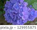 鮮やかな紫陽花の花 129955875