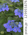 梅雨に咲くガクアジサイの美しい花々 129955876