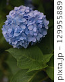初夏に咲き誇る手まり咲きの紫陽花 129955889