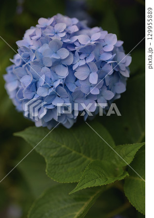 初夏に咲き誇る手まり咲きの紫陽花 129955889