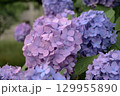 初夏に咲く鮮やかな紫陽花の花々 129955890