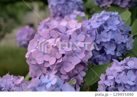 初夏に咲く鮮やかな紫陽花の花々 129955890