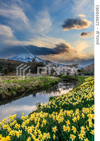 川辺に広がる水仙と富士山のある夕景 川辺に広がる水仙と富士山のある夕景 129956061