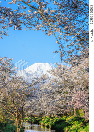 新名庄川と桜越しに望む富士山 129956062