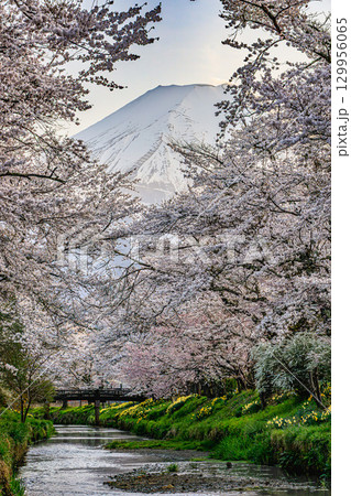 新名庄川から望む桜と富士山の絶景 129956065