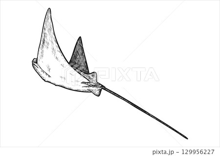 Hand drawn manta ray. Underwater world. Vector illustration 129956227