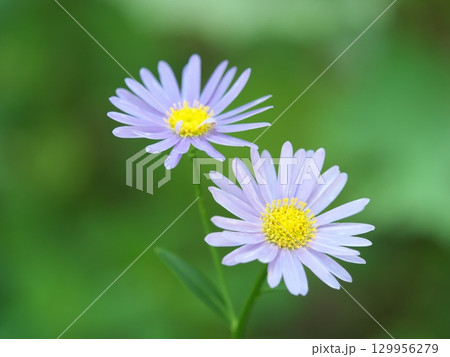 シオンの花が咲いています 129956279