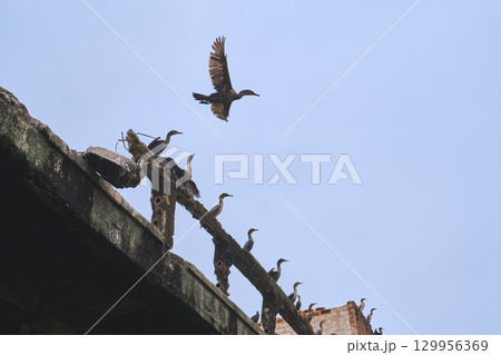 A flock of birds are flying in the sky above a building 129956369