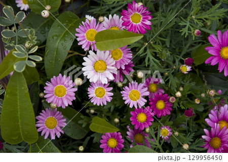 公園の花壇にピンク色のマーガレットの花が咲いています。学名：Argyranthemum frutes 129956450