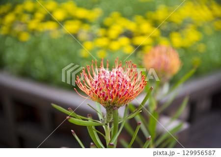 ピンクッション(レウコスペルマム)の花が咲いています。 ピンクッション(レウコスペルマム)の花が咲いています。 129956587