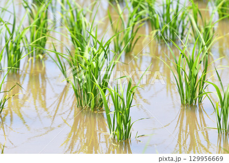 植物・イネ　イネ科　 129956669