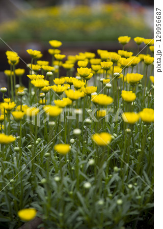 ノースポール（クリサンセマム）の黄色い花が咲いています。 129956687