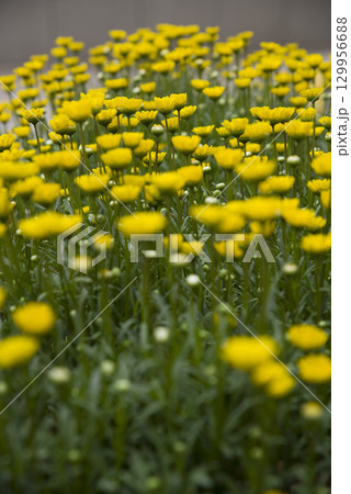 ノースポール（クリサンセマム）の黄色い花が咲いています。 129956688