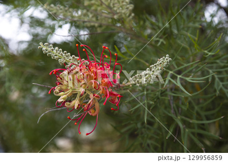 グレビレアロビンゴードンの花が咲いています。 129956859
