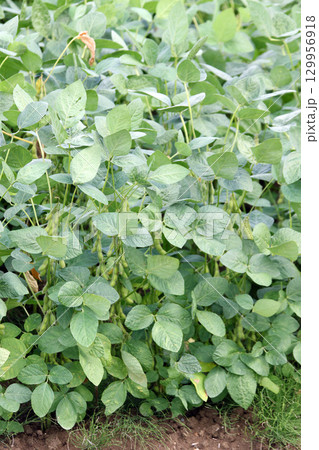 収穫間近の枝豆　夏の大豆畑　大豆畑　枝豆　大豆 129956918
