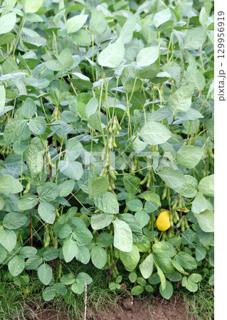 収穫間近の枝豆　夏の大豆畑　大豆畑　枝豆　大豆 129956919