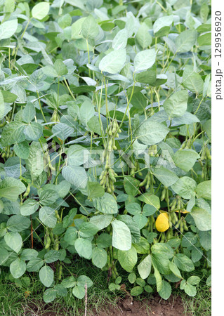 収穫間近の枝豆 夏の大豆畑 大豆畑 枝豆 大豆 収穫間近の枝豆 夏の大豆畑 大豆畑 枝豆 大豆 129956920