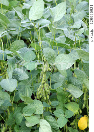 収穫間近の枝豆　夏の大豆畑　大豆畑　枝豆　大豆 129956921