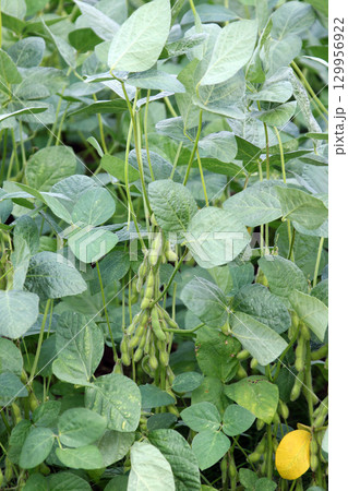 収穫間近の枝豆　夏の大豆畑　大豆畑　枝豆　大豆 129956922