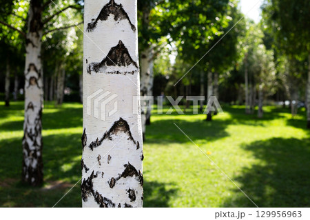 Close up of birch tree trunk with distinctive marks resembling mountain shapes on its white bark. Image highlights natural beauty and patterns found in nature with focus on trees in park 129956963