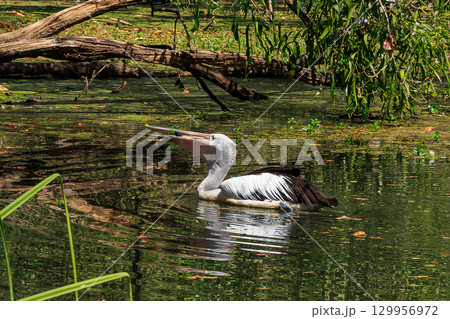 オーストラリア、ノーザンテリトリーの池を優雅に泳ぐペリカン 129956972