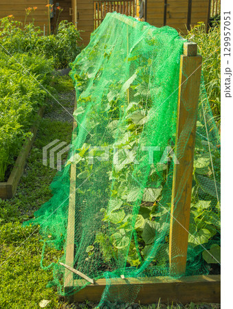 A country vegetable garden with a long bed of strawberries under a stretched net from birds and a bed of vegetable greens. 129957051
