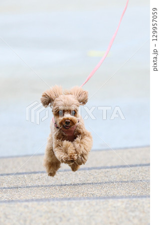 お散歩中のトイ・プードル 129957059