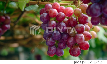 Close-up of ripe grapes on vine in sunlit vineyard. Neural network AI generated Close-up of ripe grapes on vine in sunlit vineyard. Neural network AI generated 129957156
