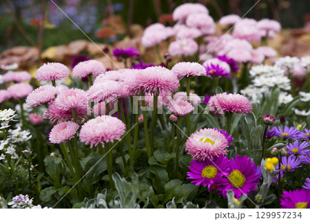 ピンク色のデイジー（ヒナギク）の花が咲いています。学名はBellis perennisです。 129957234