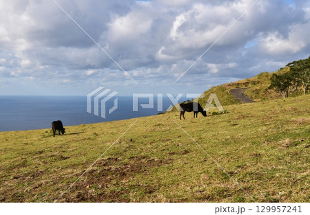 八丈島で放牧される黒牛　東京 129957241