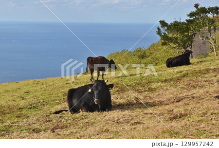 八丈島で放牧される黒牛 東京 八丈島で放牧される黒牛 東京 129957242