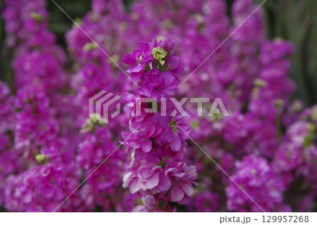ピンク色のストックの花が咲いています。学名はMatthiola incanaです。 129957268