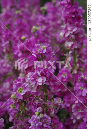 ピンク色のストックの花が咲いています。学名はMatthiola incanaです。 ピンク色のストックの花が咲いています。学名はMatthiola incanaです。 129957269