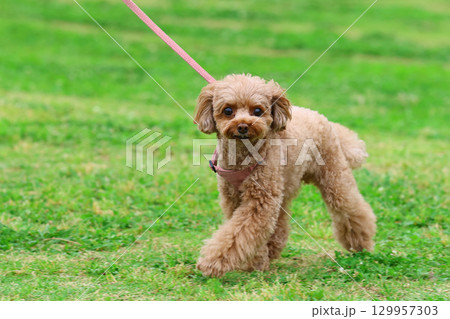 お散歩中のトイ・プードル 129957303