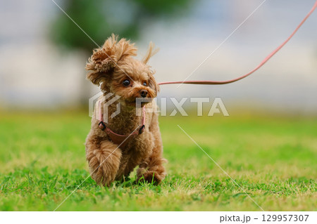 お散歩中のトイ・プードル お散歩中のトイ・プードル 129957307