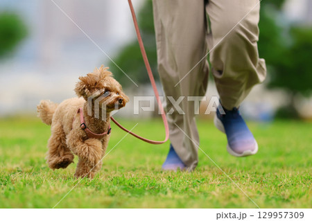 お散歩中のトイ・プードル 129957309