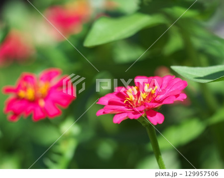 赤いジニアの花 赤いジニアの花 129957506