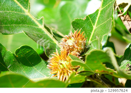 カシワのドングリ 129957624